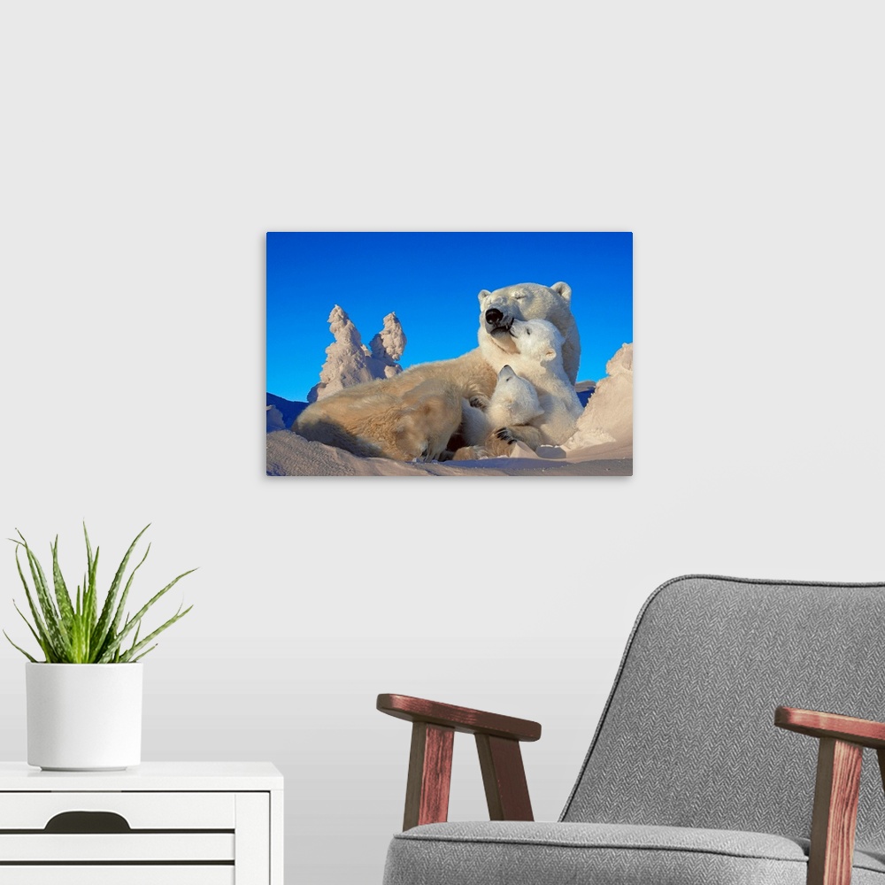 A modern room featuring An oversize piece that is a photograph of a polar bear with it's cubs while laying in the snow.