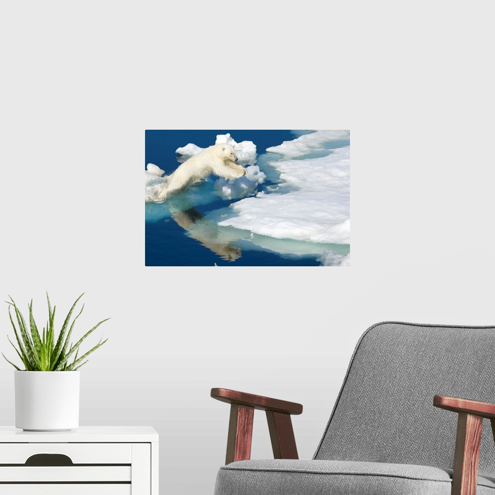 A modern room featuring Polar bear, Ursus maritimus, on pack ice at water's edge.