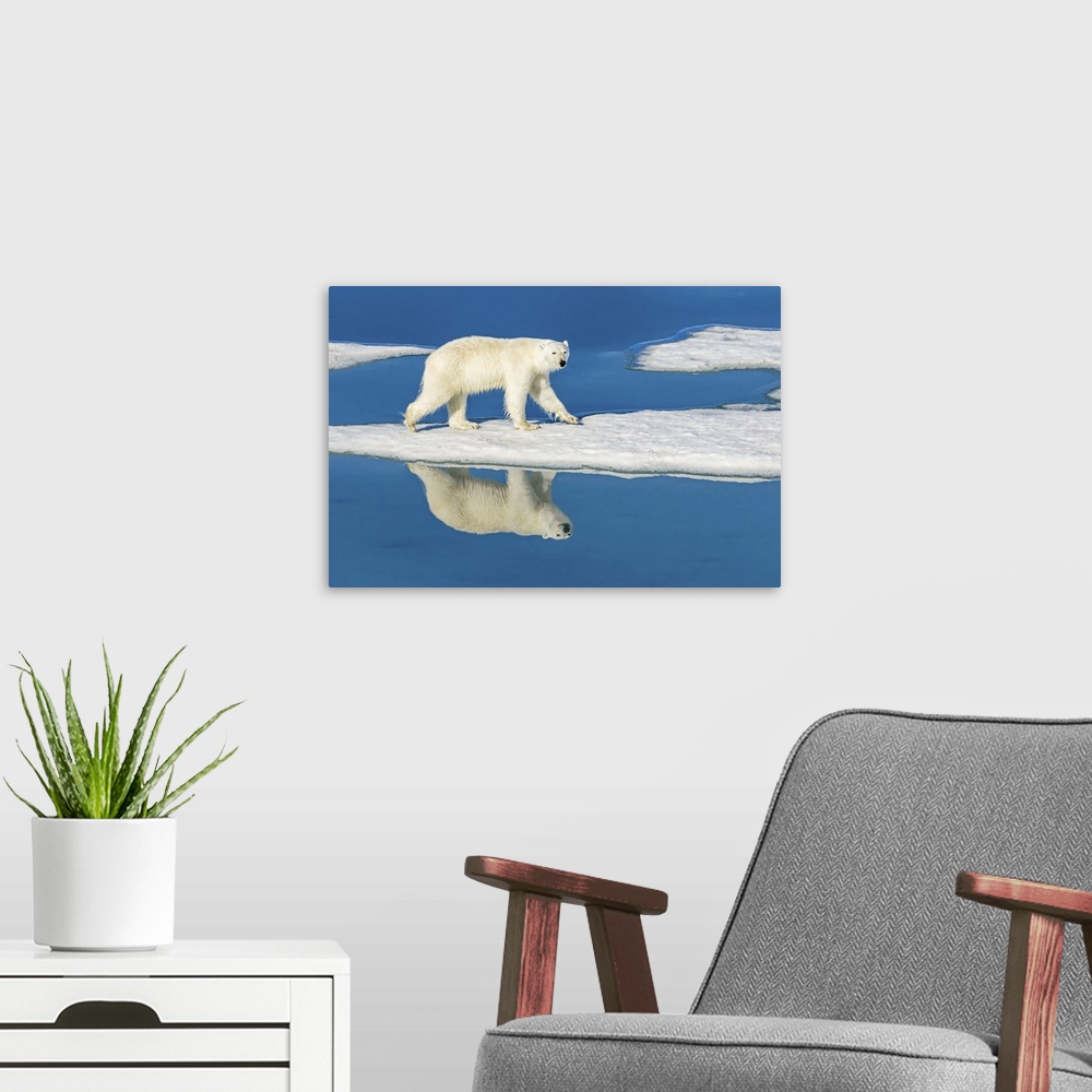 A modern room featuring Polar bear (Ursus maritimus) walking on melting pack ice reflected in blue water pools Svalbard, ...