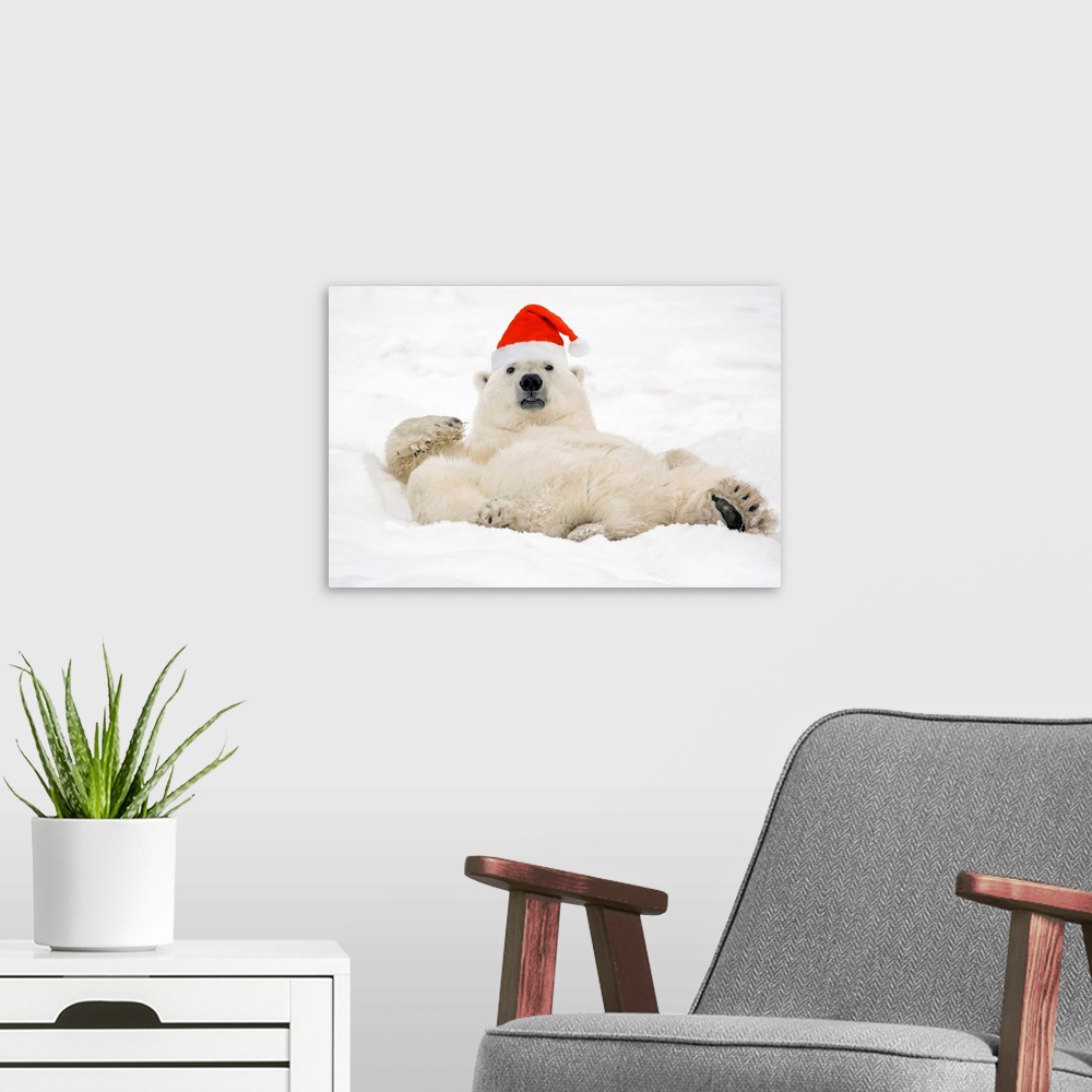 A modern room featuring Photograph taken of a large polar bear laying in the snow wearing a Santa hat.