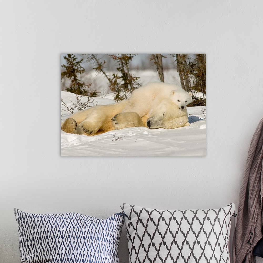 A bohemian room featuring Polar Bear With Cub In Snow