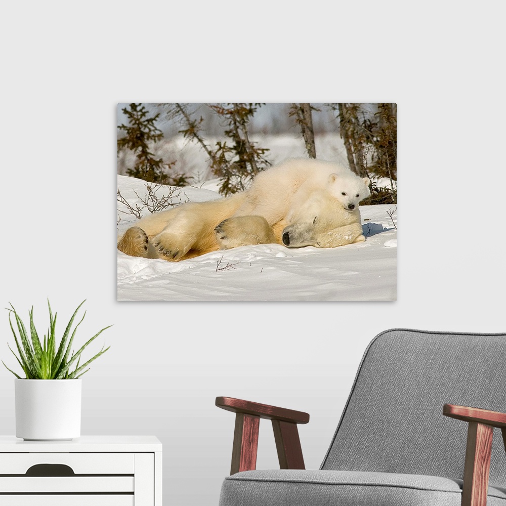 A modern room featuring Polar Bear With Cub In Snow