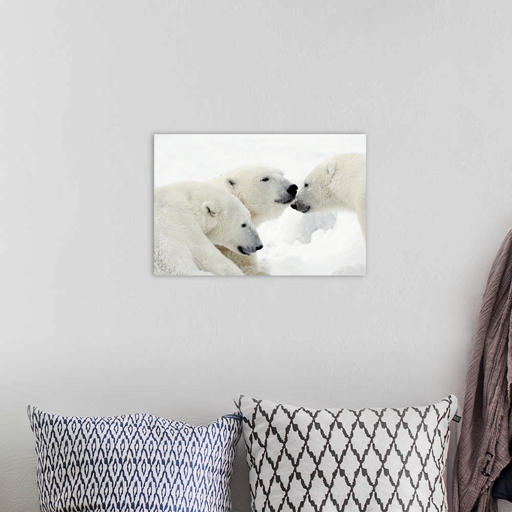 A bohemian room featuring Polar Bears