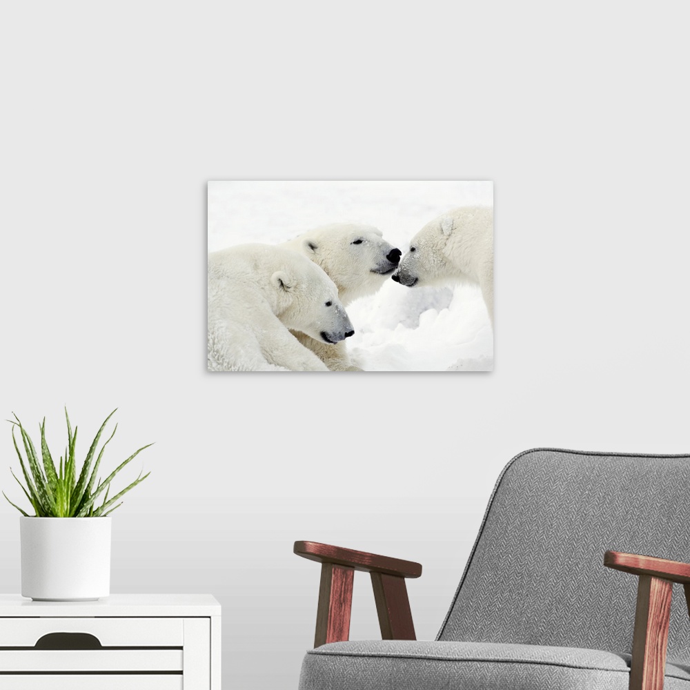 A modern room featuring Polar Bears