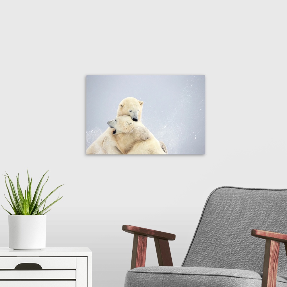 A modern room featuring Polar Bears Play Fighting Along The Shores Of Hudson's Bay, Churchill, Manitoba, Canada