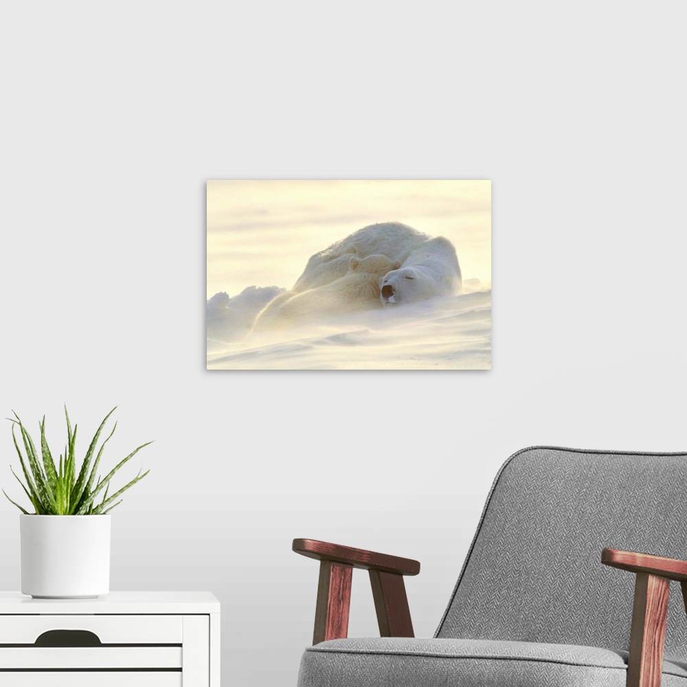A modern room featuring Polar Bears Sleeping At Sunset
