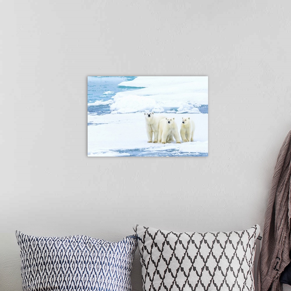 A bohemian room featuring Family portrait, polar bears (Ursus maritimus) standing still on pack ice in the Canadian Arctic.