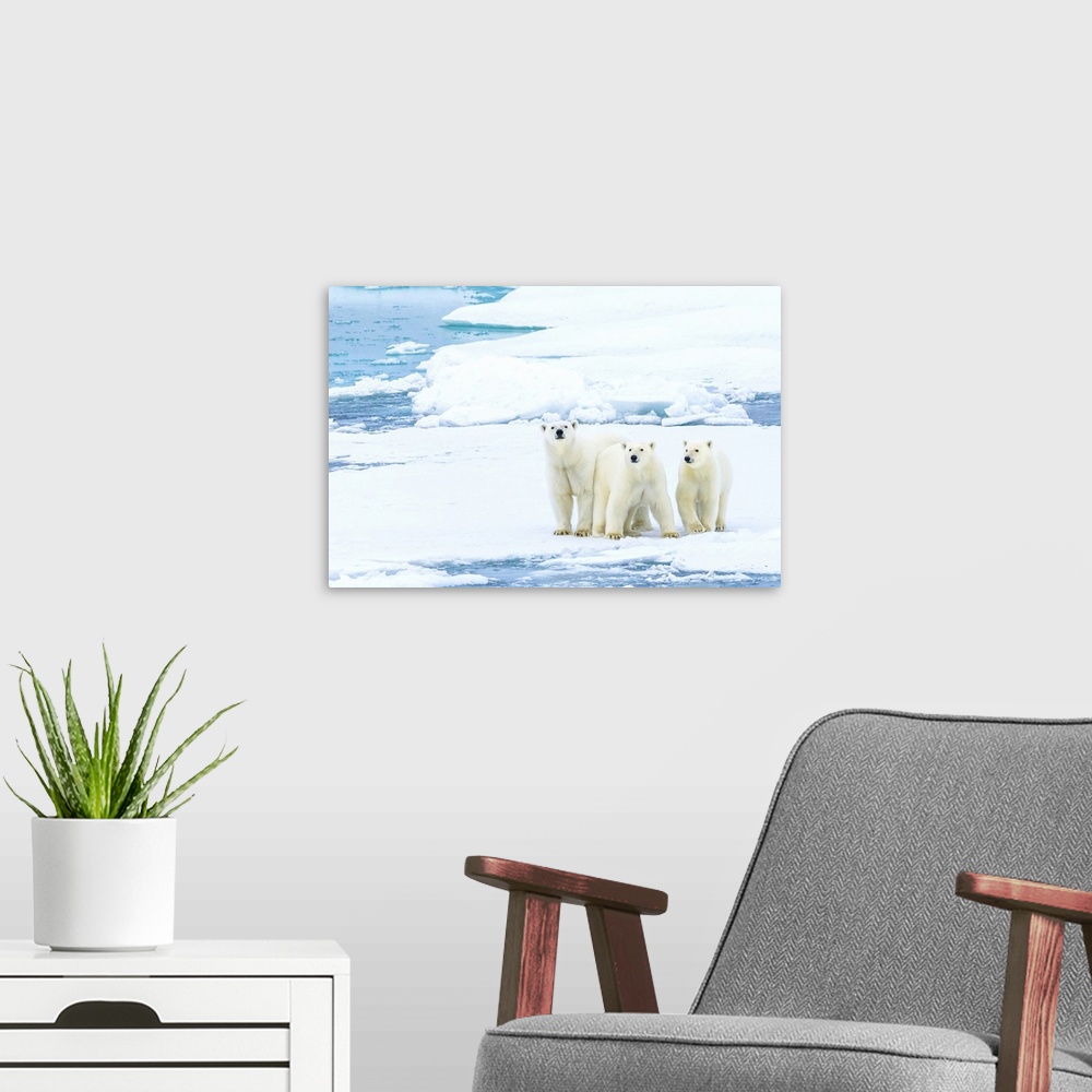 A modern room featuring Family portrait, polar bears (Ursus maritimus) standing still on pack ice in the Canadian Arctic.