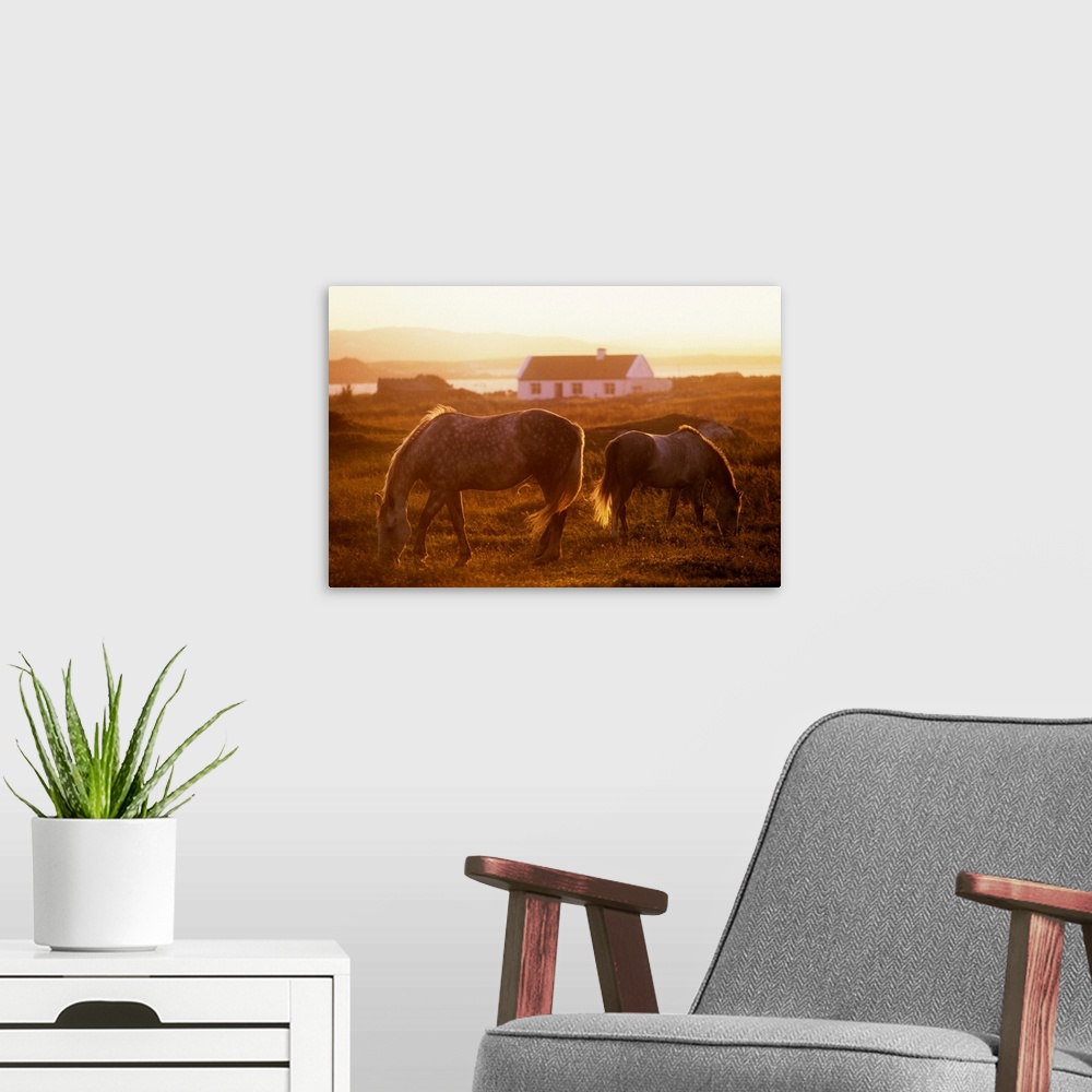 A modern room featuring Ponies Grazing In A Field, Connemara, County Galway, Republic Of Ireland