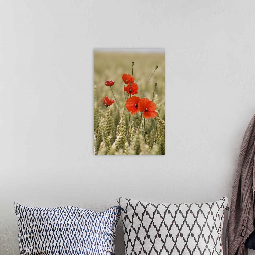 A bohemian room featuring Poppies In A Grain Field