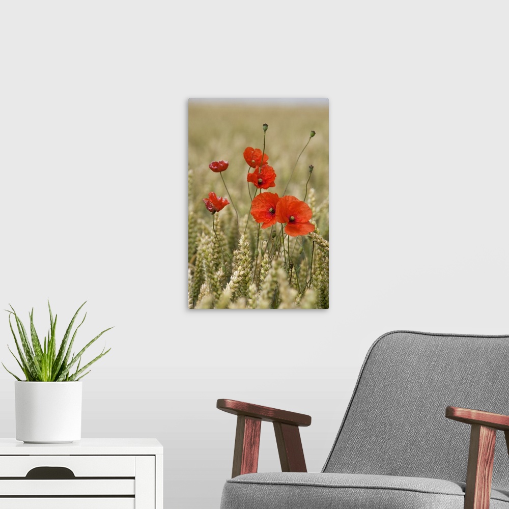 A modern room featuring Poppies In A Grain Field