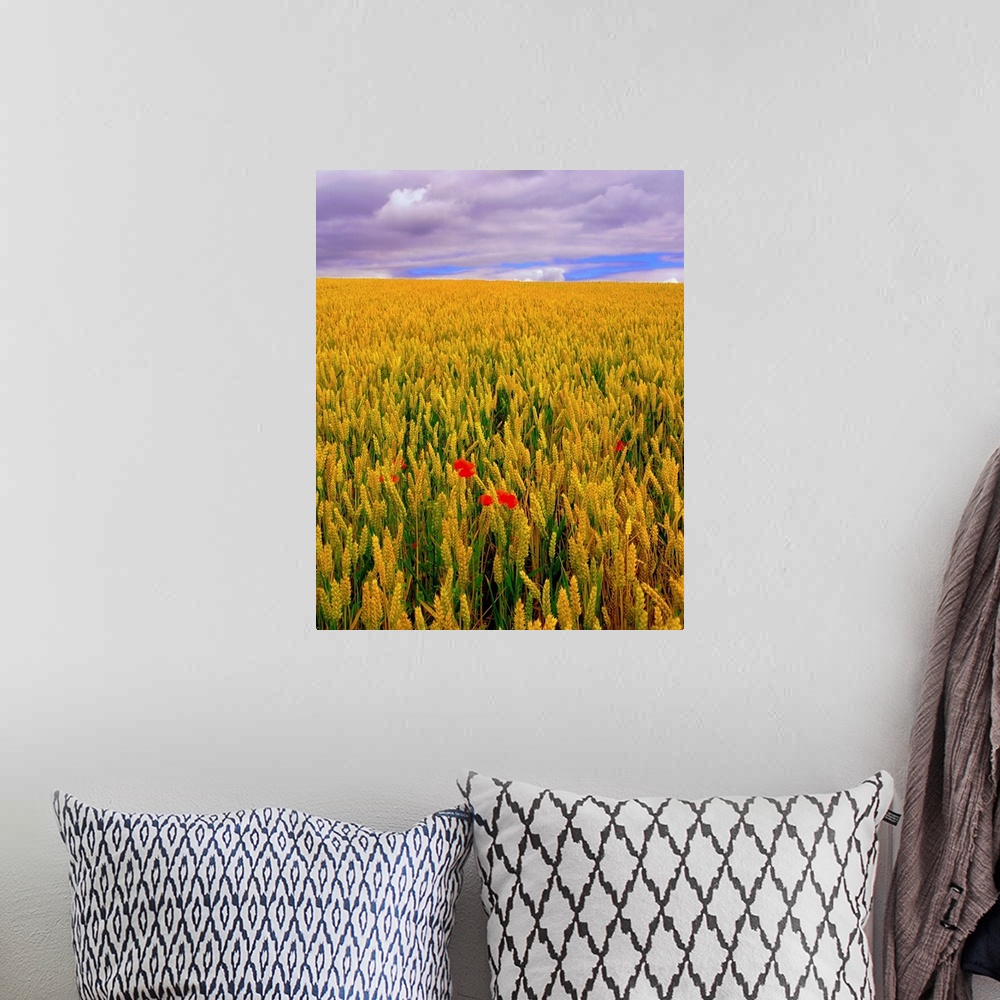 A bohemian room featuring Poppies in a Wheatfield, County Waterford, Ireland