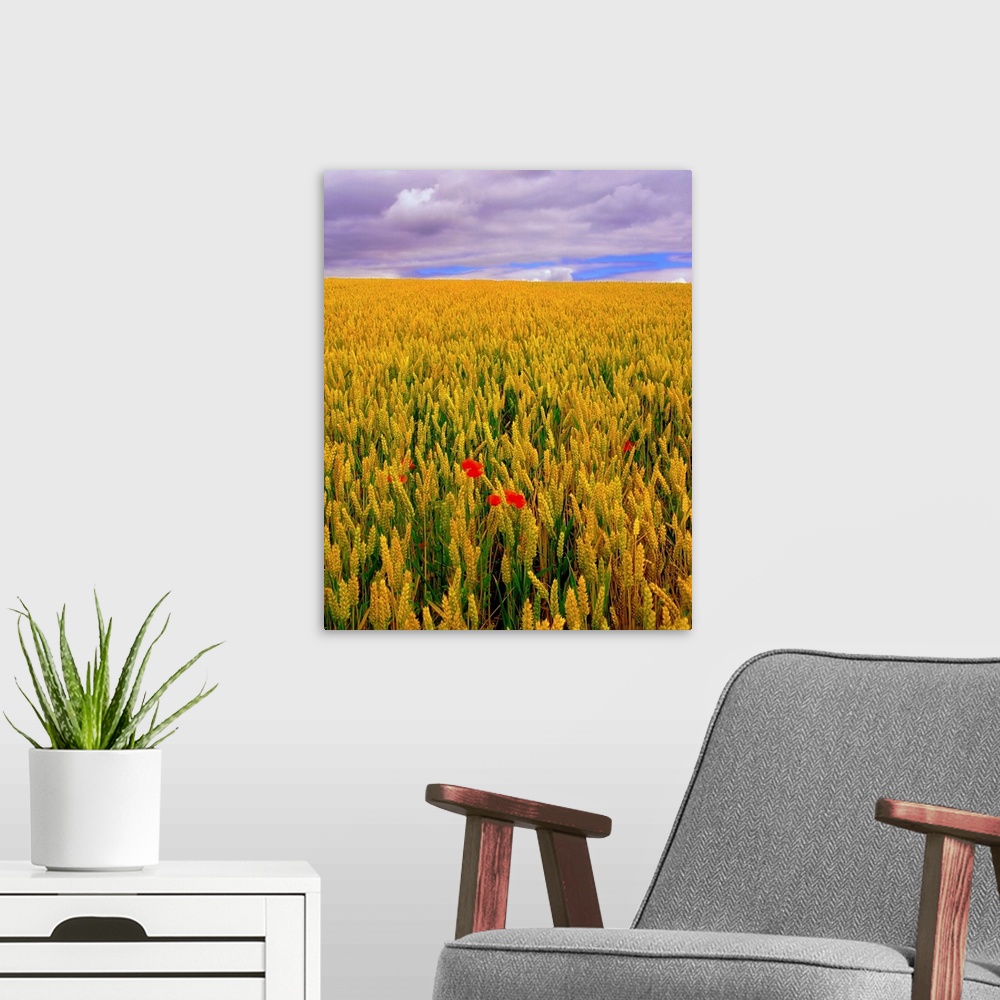 A modern room featuring Poppies in a Wheatfield, County Waterford, Ireland