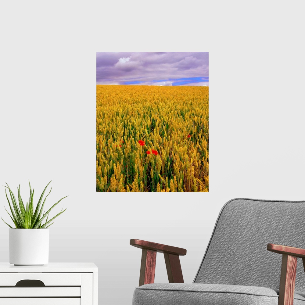 A modern room featuring Poppies in a Wheatfield, County Waterford, Ireland