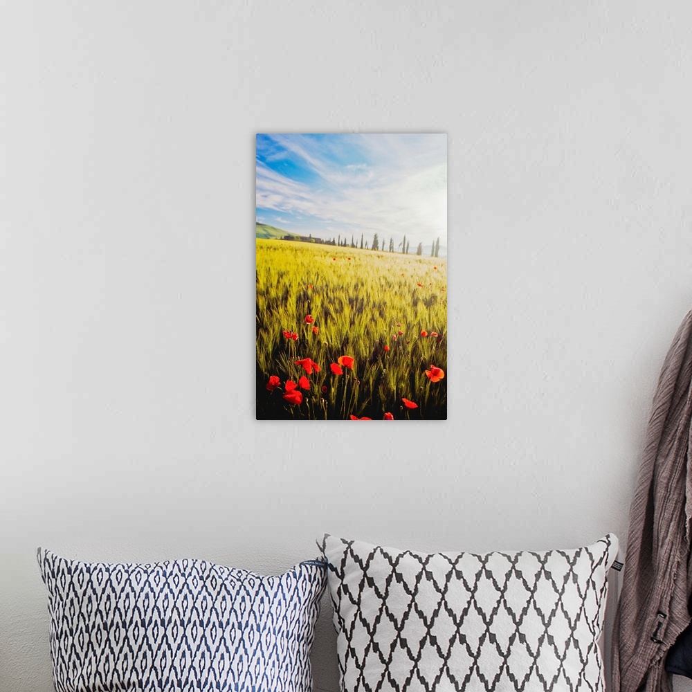 A bohemian room featuring Poppies In Wheat Field At Dawn