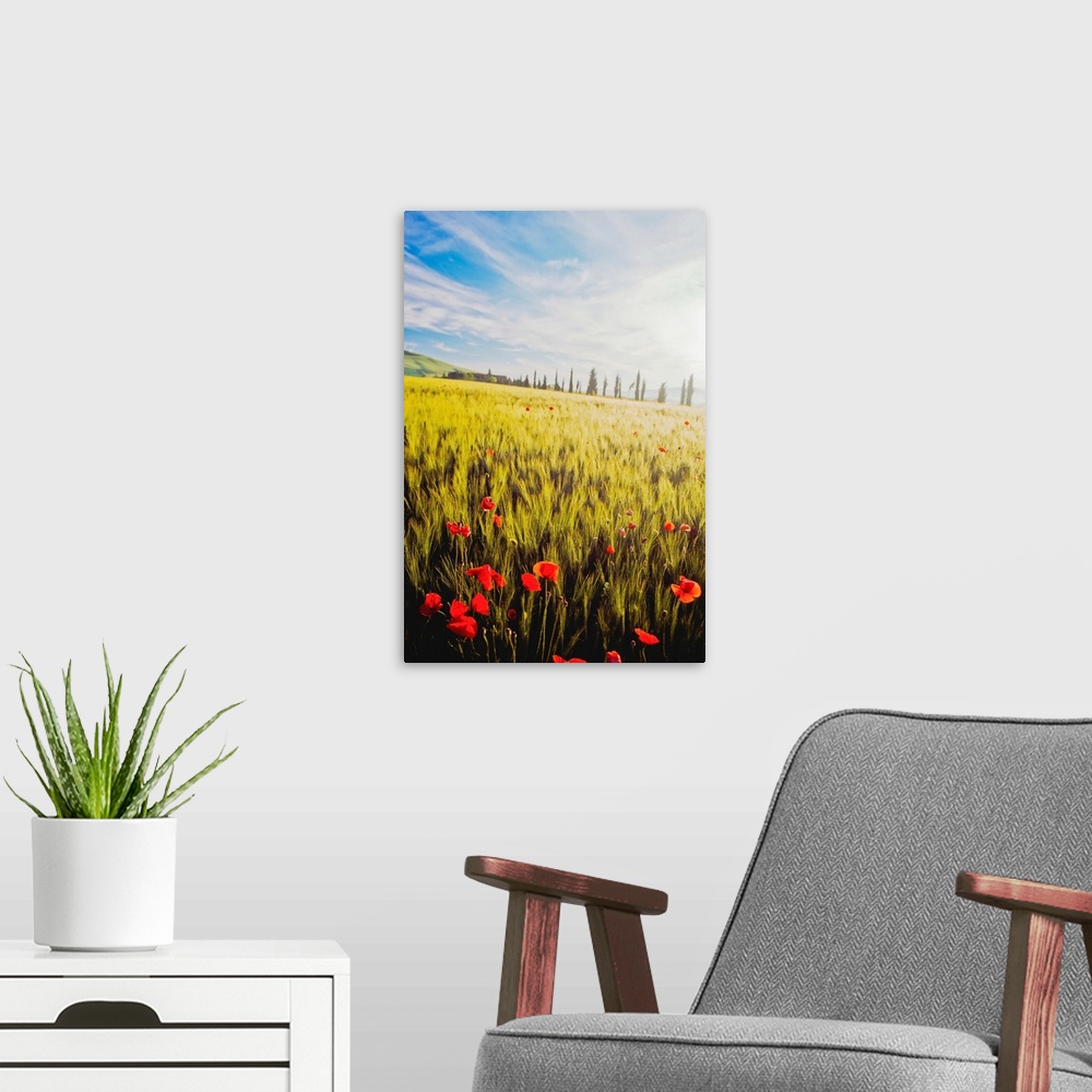 A modern room featuring Poppies In Wheat Field At Dawn