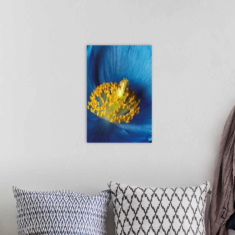 A bohemian room featuring Close Up Detail Of Blue Poppy