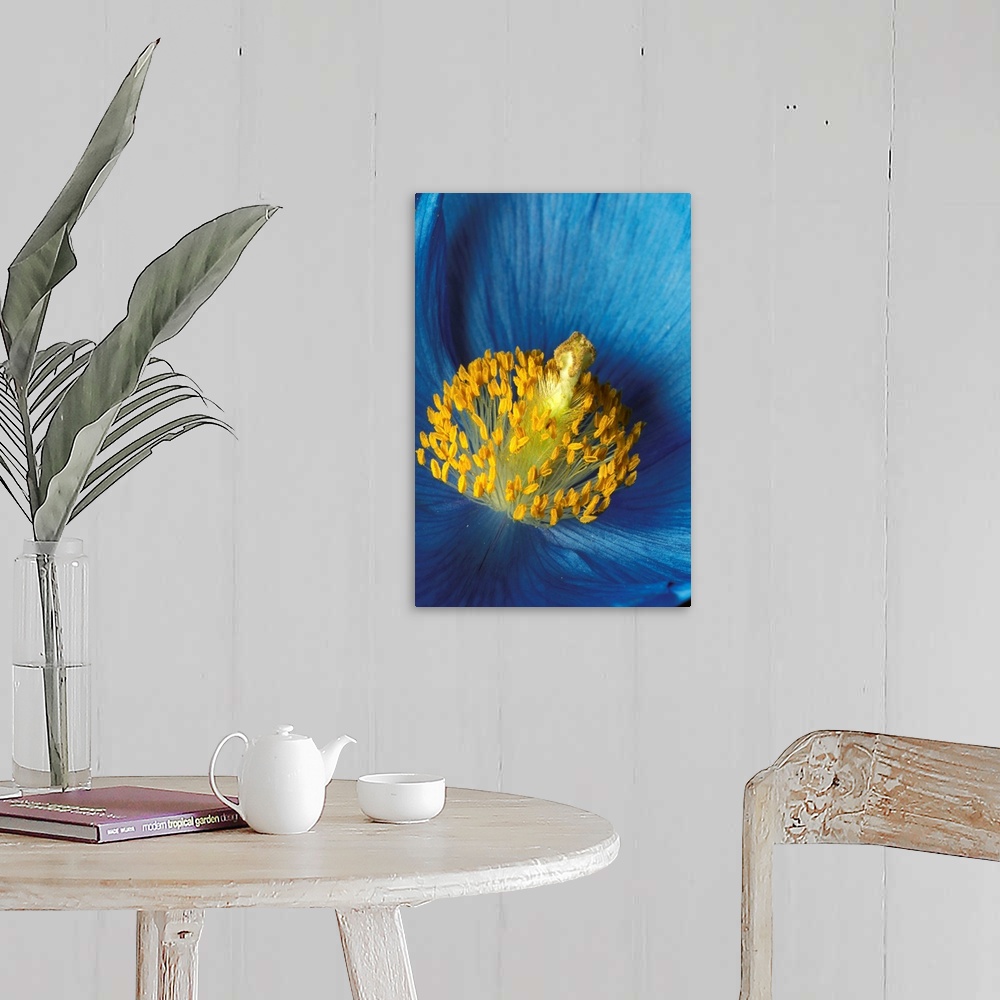 A farmhouse room featuring Close Up Detail Of Blue Poppy