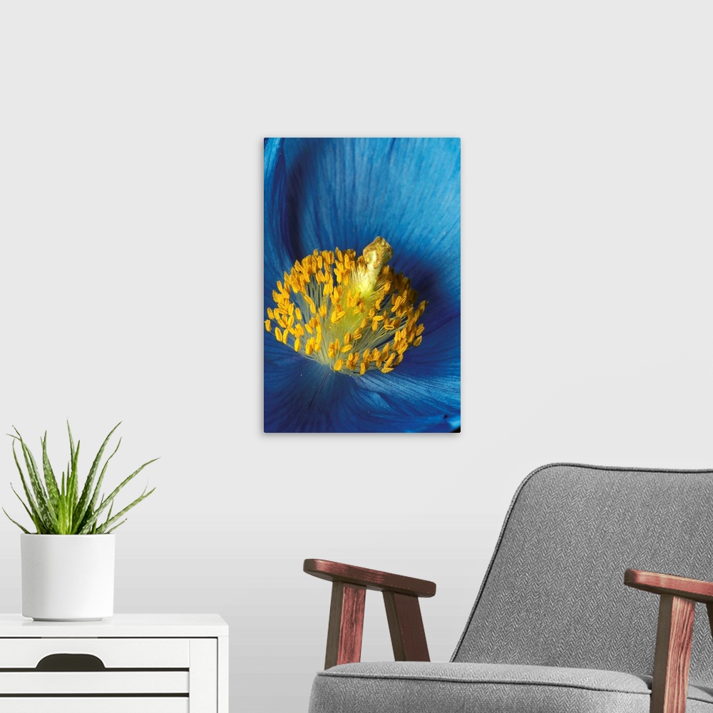 A modern room featuring Close Up Detail Of Blue Poppy