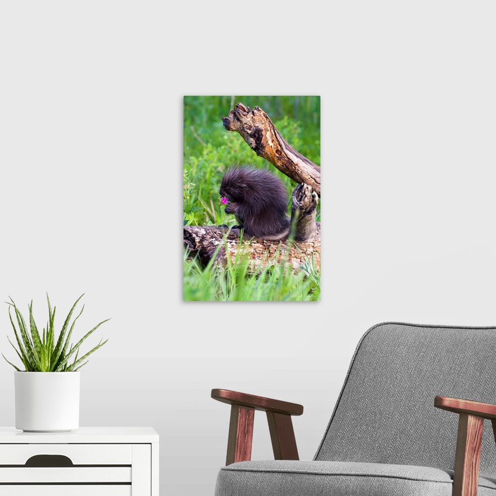 A modern room featuring Porcupine Baby Eating Flower
