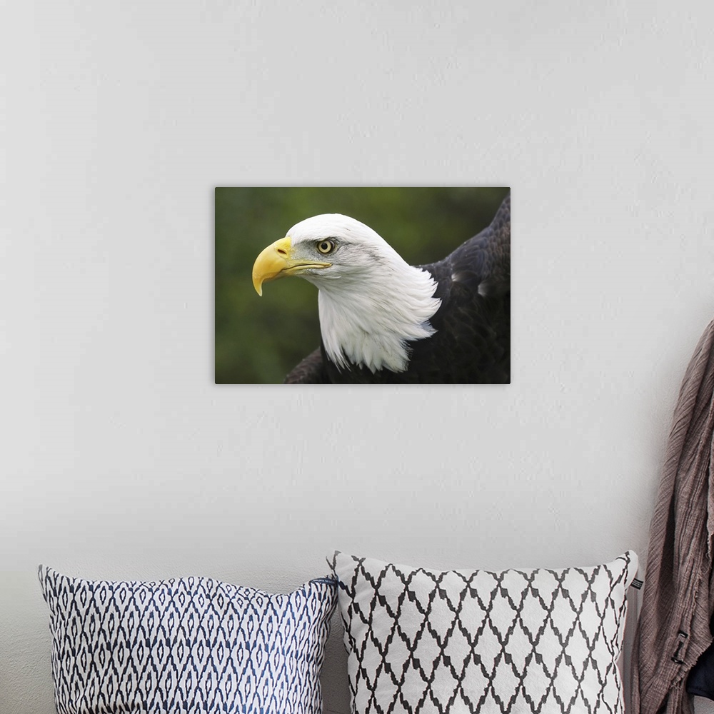 A bohemian room featuring Portrait of a bald eagle (haliaeetus leucocephalus), Denver, Colorado, united states of America.