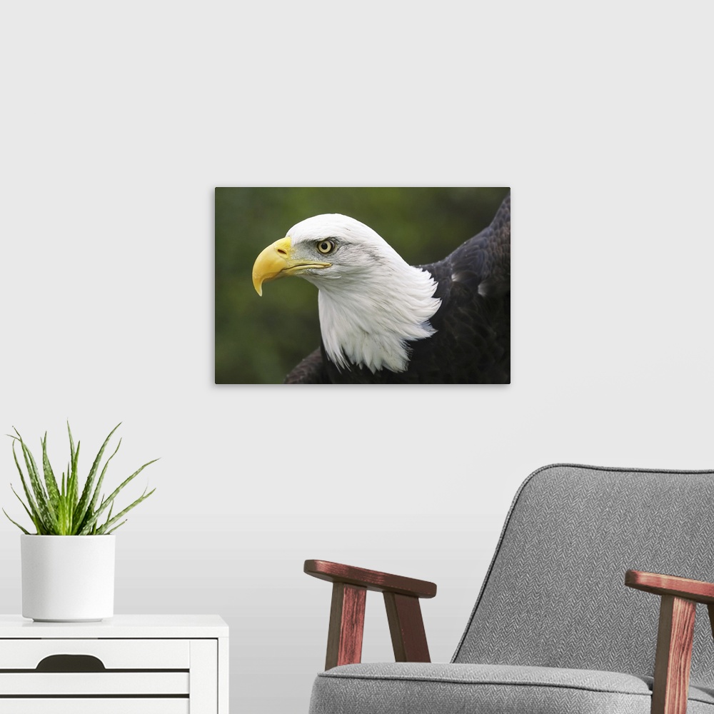 A modern room featuring Portrait of a bald eagle (haliaeetus leucocephalus), Denver, Colorado, united states of America.