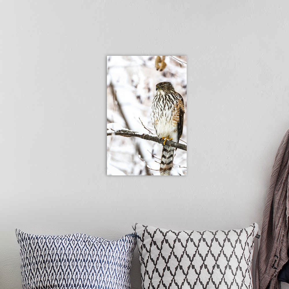 A bohemian room featuring Portrait of a bird sitting on a tree branch in winter; Montreal, Quebec, Canada