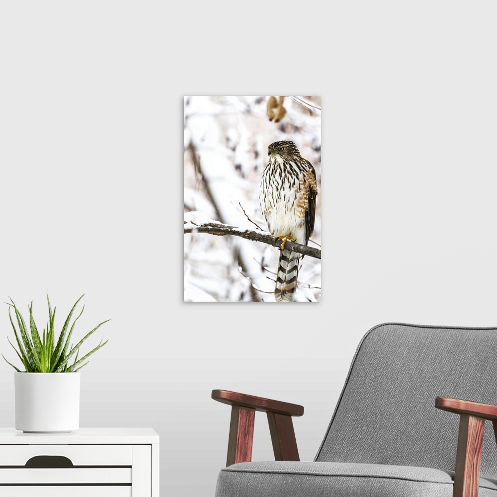 A modern room featuring Portrait of a bird sitting on a tree branch in winter; Montreal, Quebec, Canada