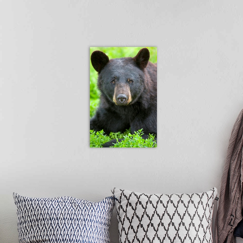 A bohemian room featuring Portrait of a Black Bear at the Alaska Wildlife Conservation Center