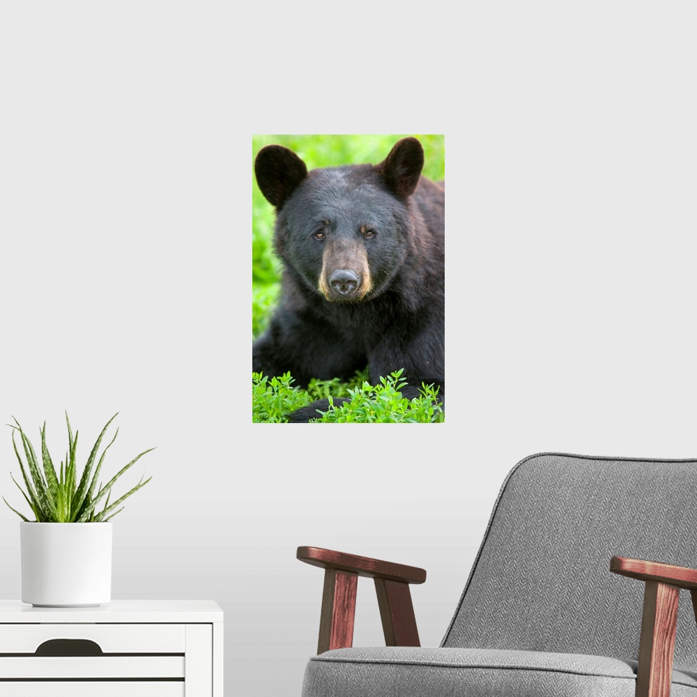 A modern room featuring Portrait of a Black Bear at the Alaska Wildlife Conservation Center