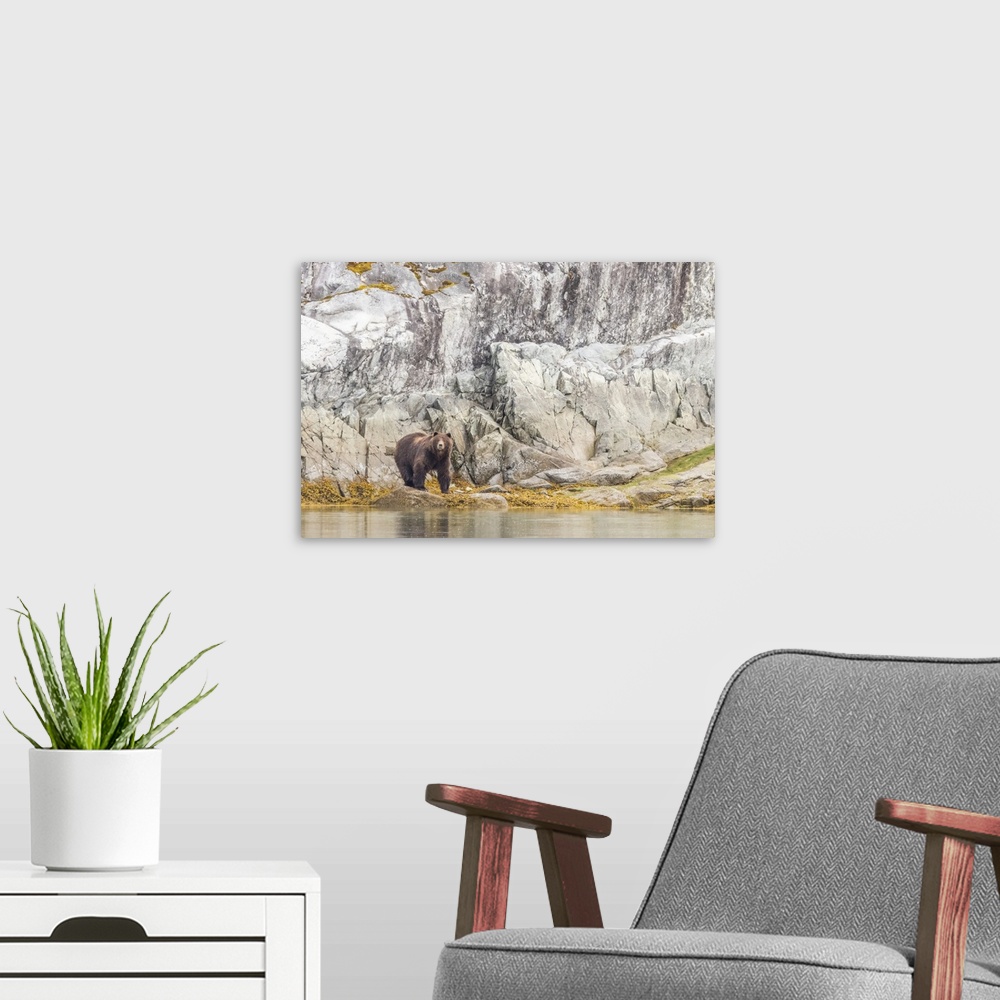 A modern room featuring Portrait of a brown bear (Ursus arctos) standing in front of a rocky cliff face along the shore i...