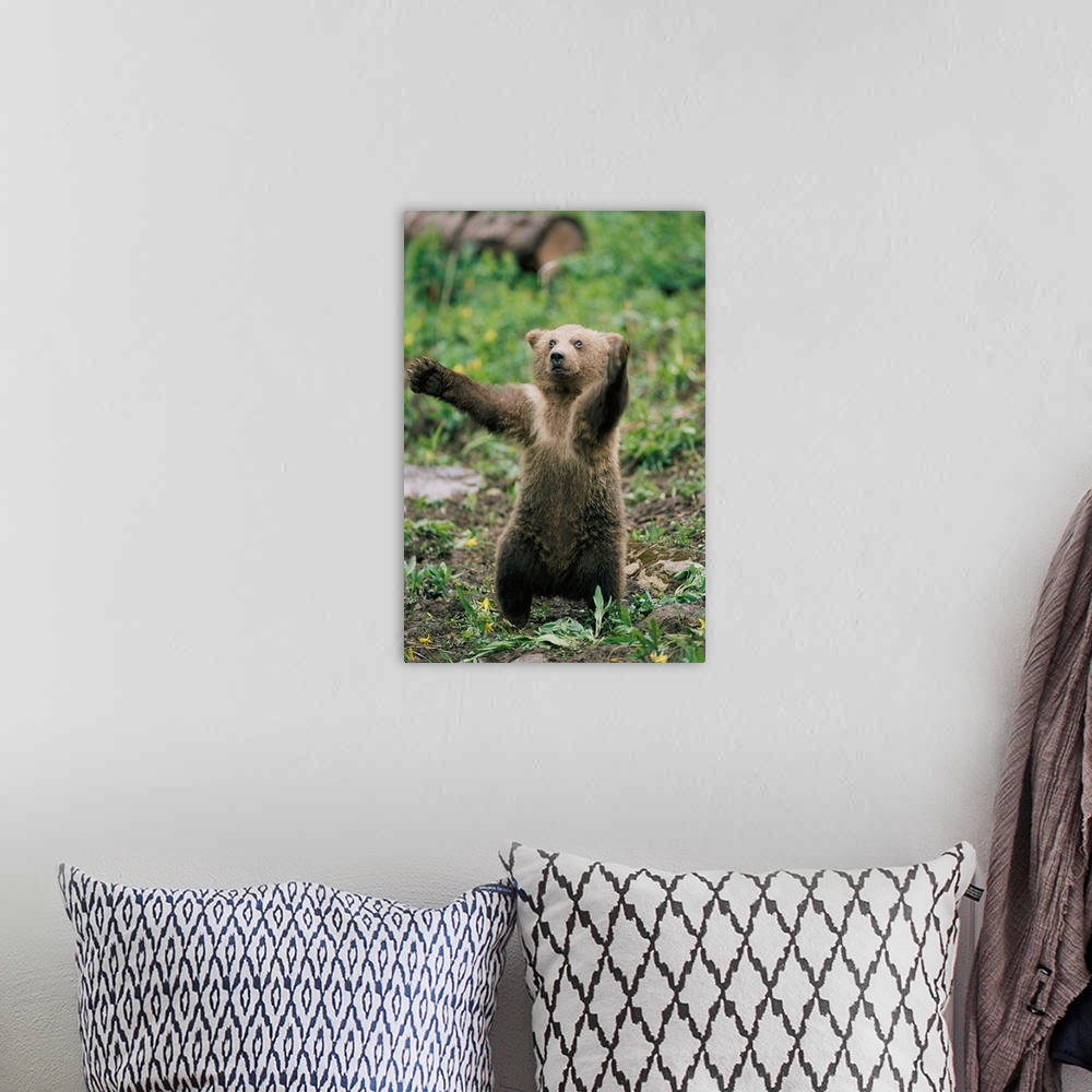 A bohemian room featuring Portrait of a brown bear cub (Ursus arctos) balancing on its hind legs, standing upright with its...