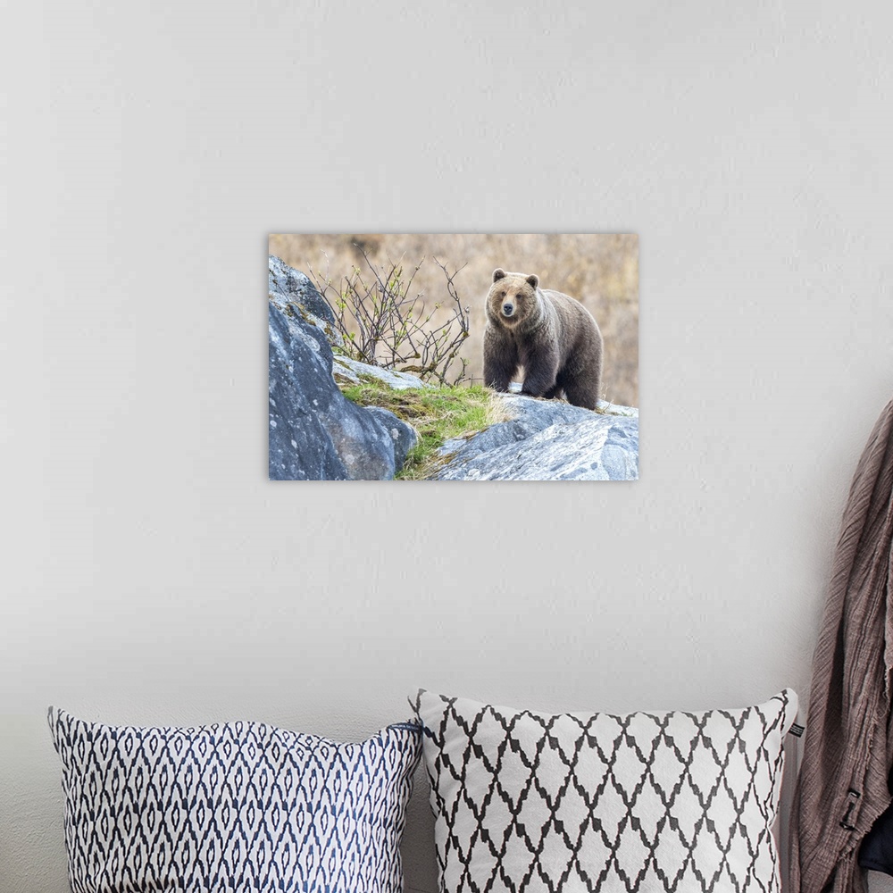 A bohemian room featuring Portrait of a brown bear (Ursus arctos) standing on the rocks in Glacier Bay National Park Southe...