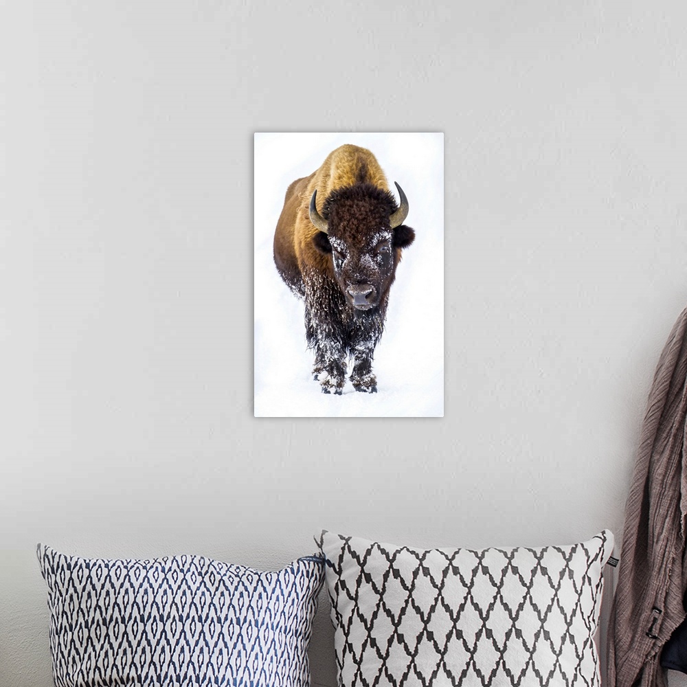 A bohemian room featuring Portrait of a buffalo, Bison bison.