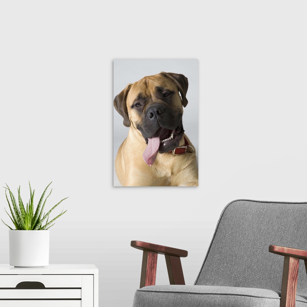 A modern room featuring Portrait Of A Bull Mastiff