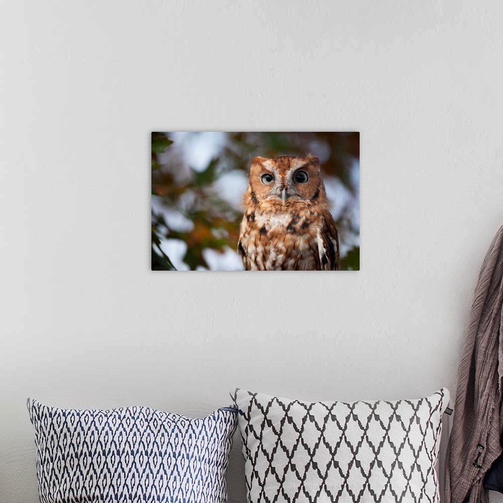 A bohemian room featuring Portrait of a captive eastern screech owl (megascops asio) at Ryerson woods, Deerfield, Illinois,...