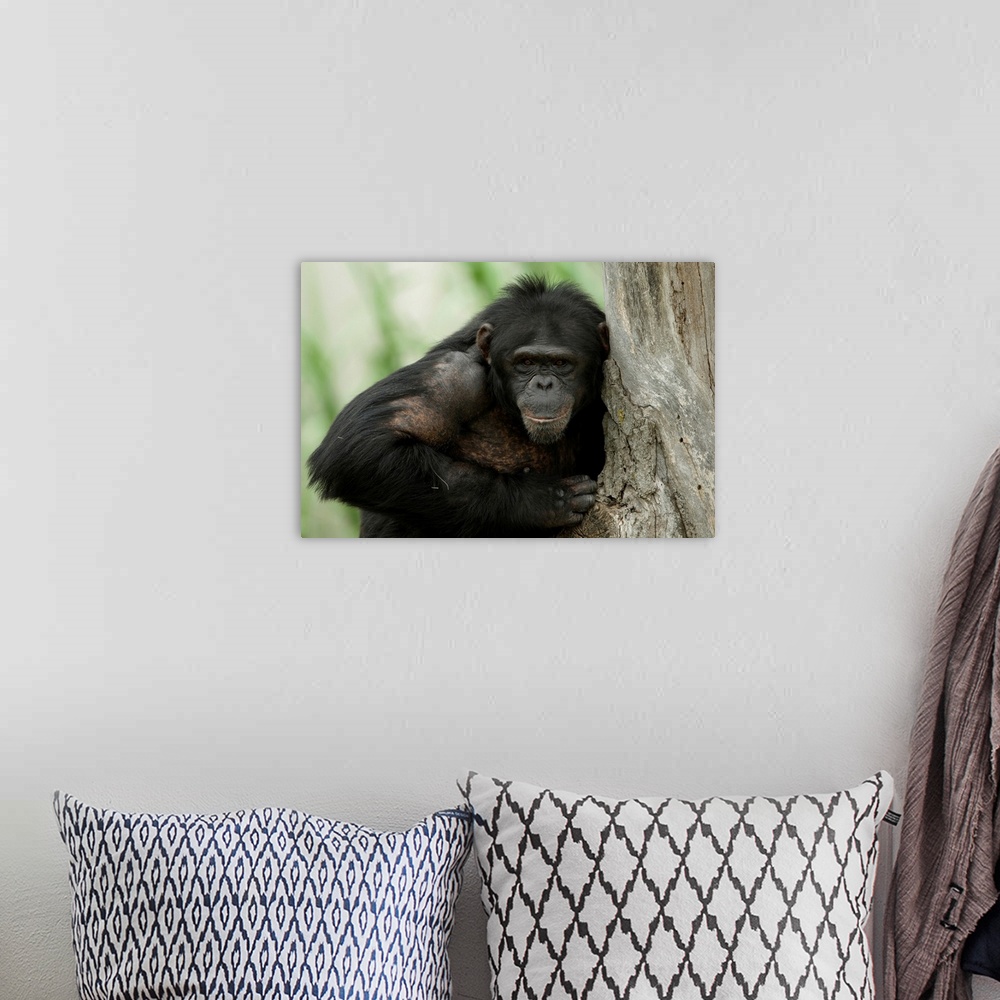 A bohemian room featuring Portrait of a chimpanzee (pan troglodytes) at the sunset zoo, Manhattan, Kansas, united states of...
