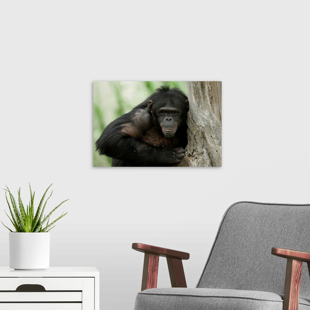 A modern room featuring Portrait of a chimpanzee (pan troglodytes) at the sunset zoo, Manhattan, Kansas, united states of...