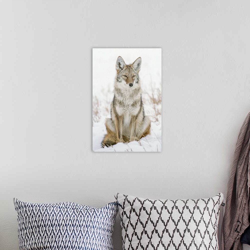 A bohemian room featuring Portrait Of A Coyote Sitting In A Snow Covered Field Keeping Watch
