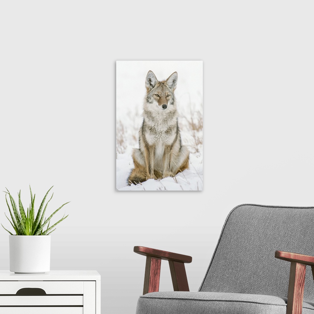 A modern room featuring Portrait Of A Coyote Sitting In A Snow Covered Field Keeping Watch