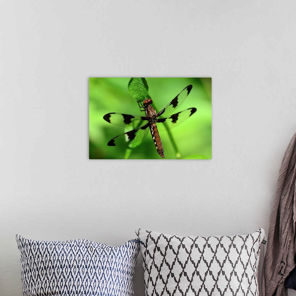 A bohemian room featuring Portrait of a female common whitetail dragonfly, Plathemis lydia, resting on a leaf.