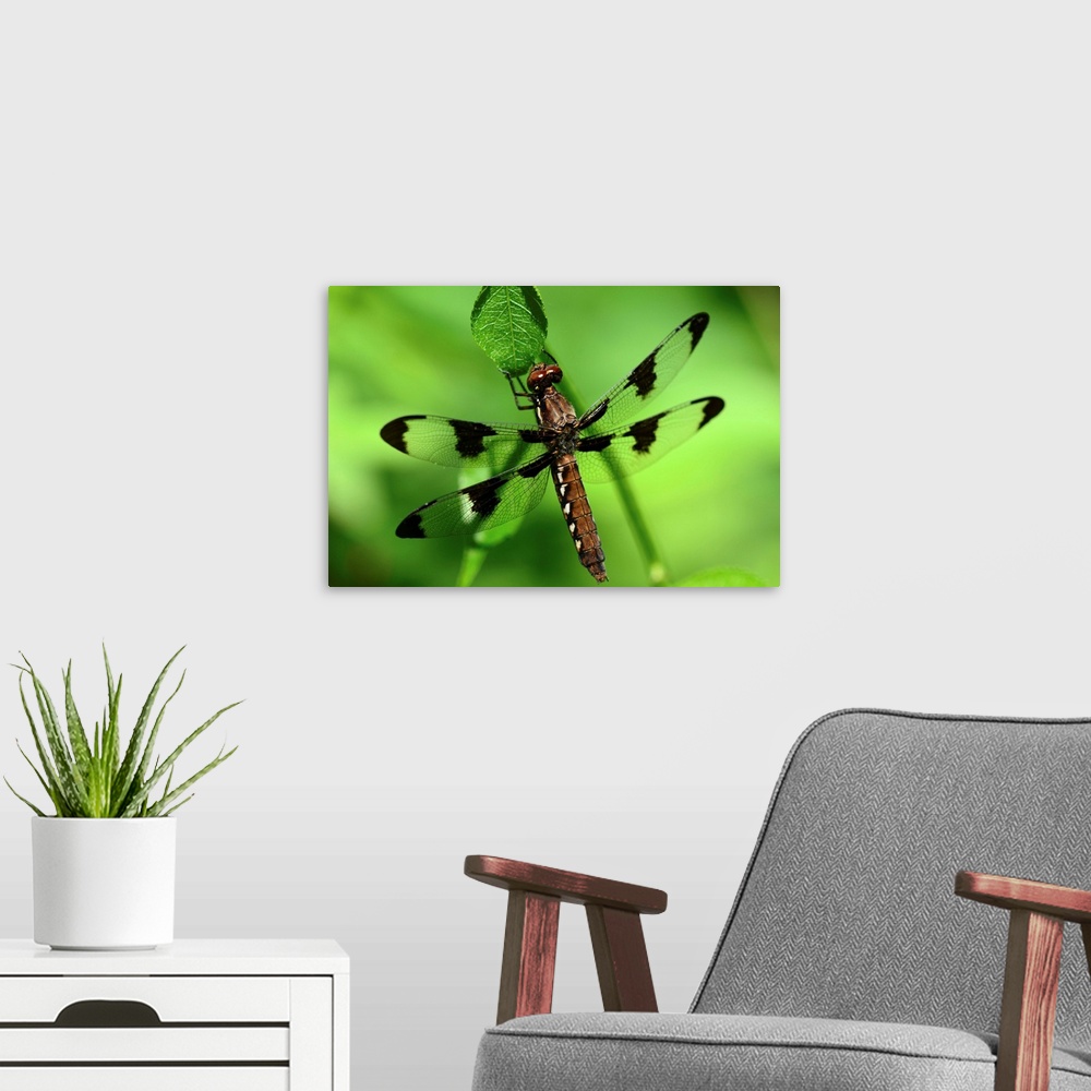 A modern room featuring Portrait of a female common whitetail dragonfly, Plathemis lydia, resting on a leaf.