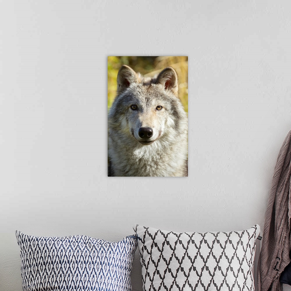 A bohemian room featuring Portrait of a female Gray Wolf (canis lupus), captive, Alaska Wildlife Conservation Center, Porta...