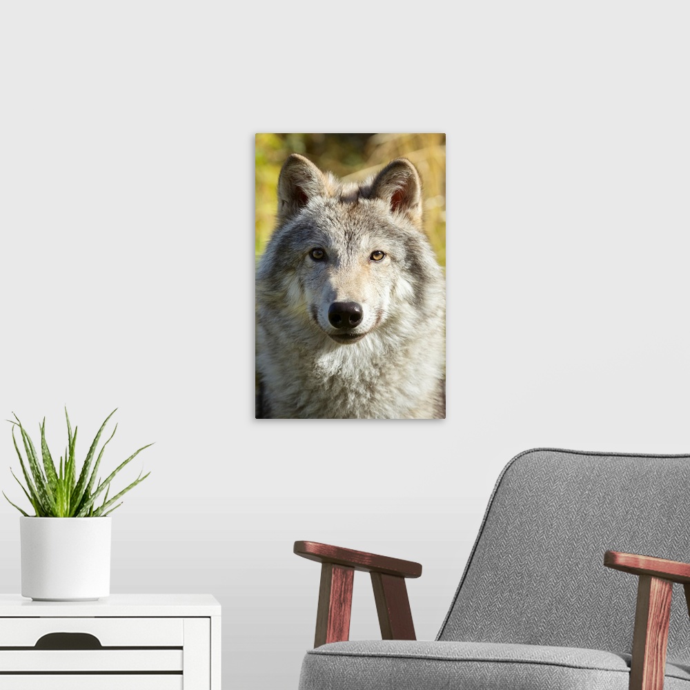 A modern room featuring Portrait of a female Gray Wolf (canis lupus), captive, Alaska Wildlife Conservation Center, Porta...