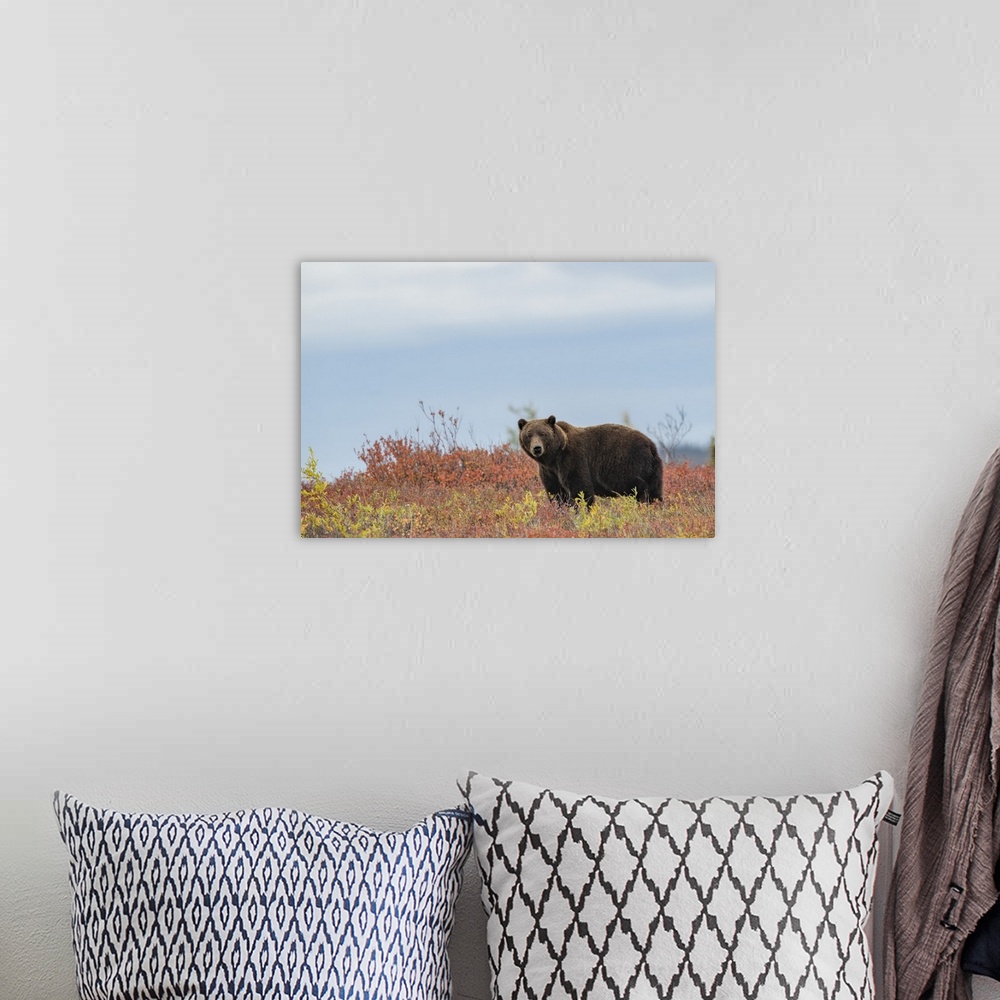 A bohemian room featuring Portrait of a grizzly bear (Ursus arctos horribilis) standing in a field of  autumn colored bushe...