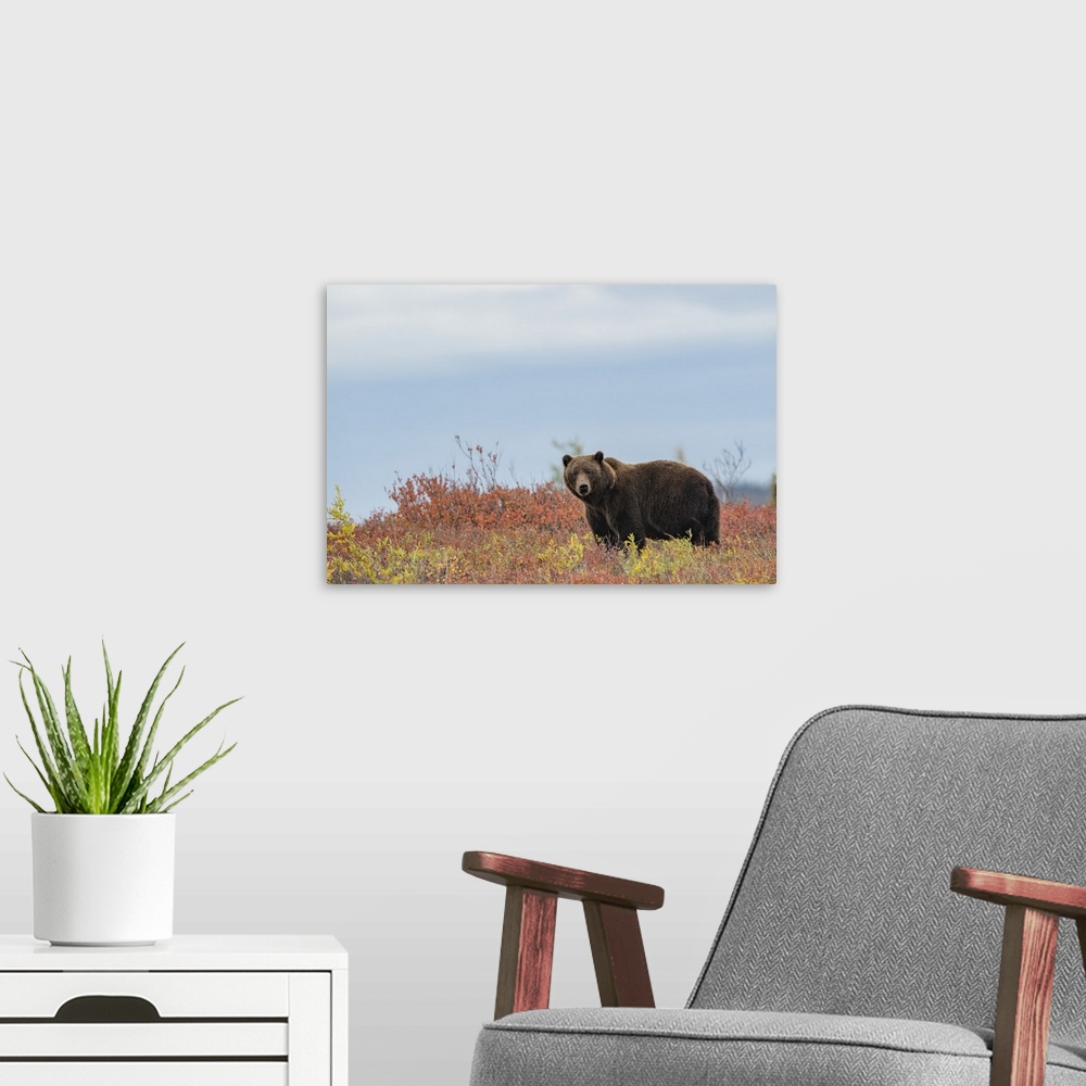 A modern room featuring Portrait of a grizzly bear (Ursus arctos horribilis) standing in a field of  autumn colored bushe...