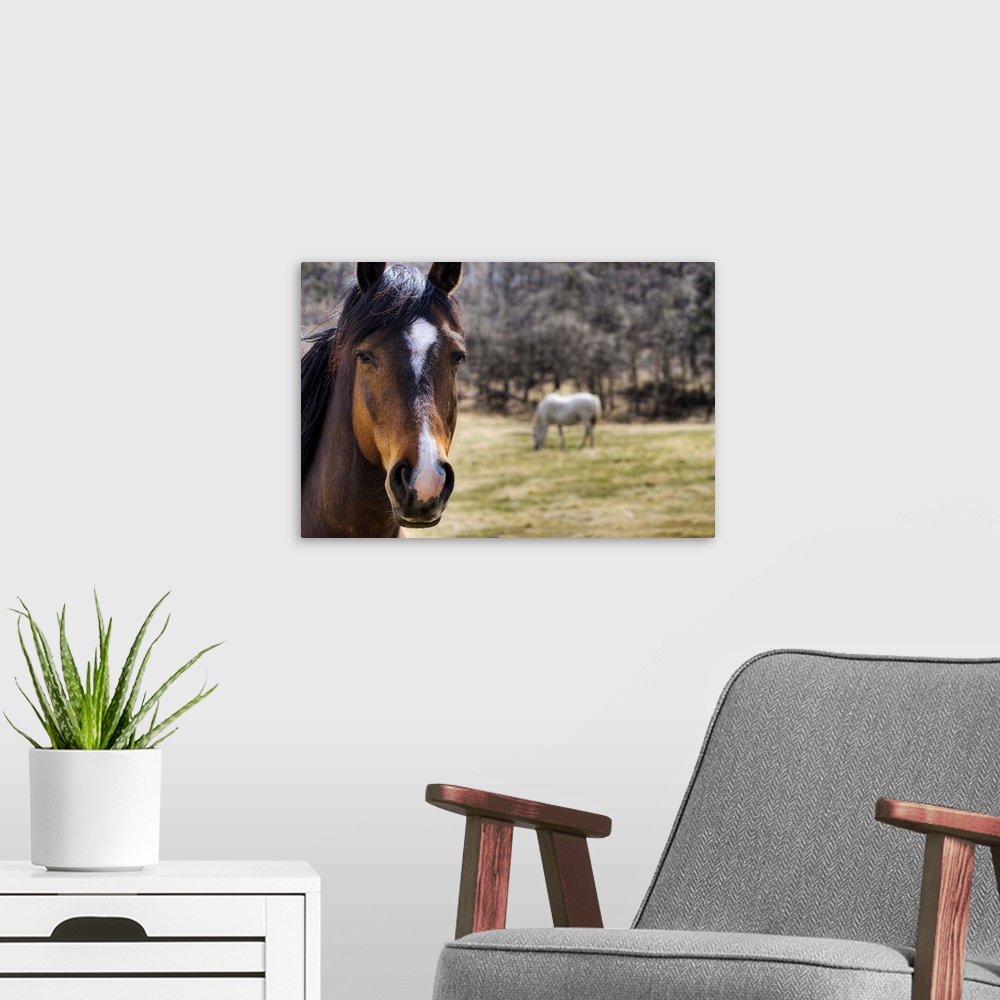 A modern room featuring Portrait Of A Horse