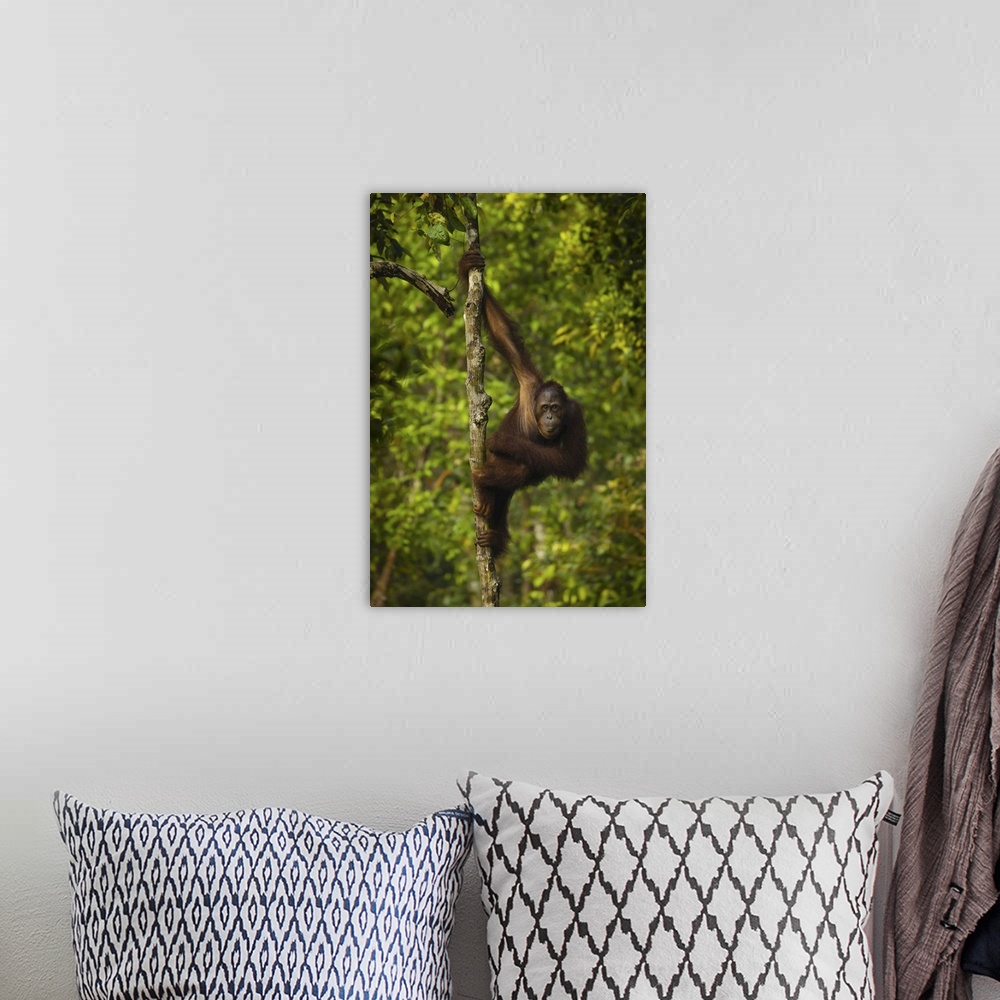 A bohemian room featuring Portrait of a male Bornean orangutan, Pongo pygmaeus, clinging to a tree trunk.