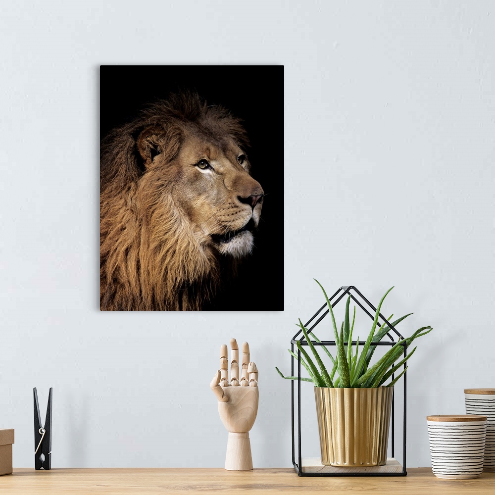 A bohemian room featuring Portrait of a male lion