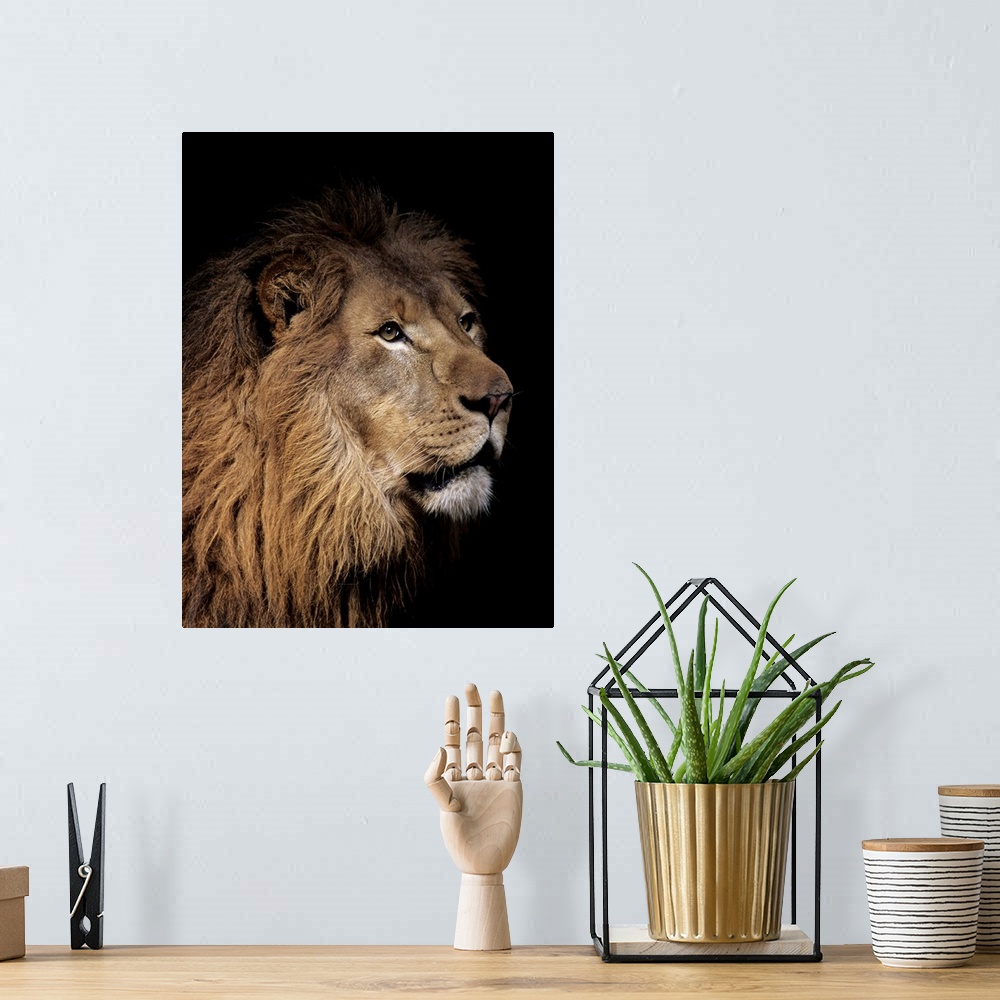 A bohemian room featuring Portrait of a male lion